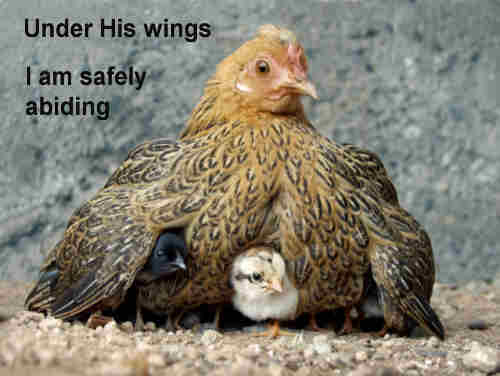 Under His wings I am safely abiding