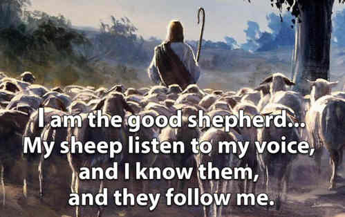 Loving Shepherd of Thy sheep Keep Thy