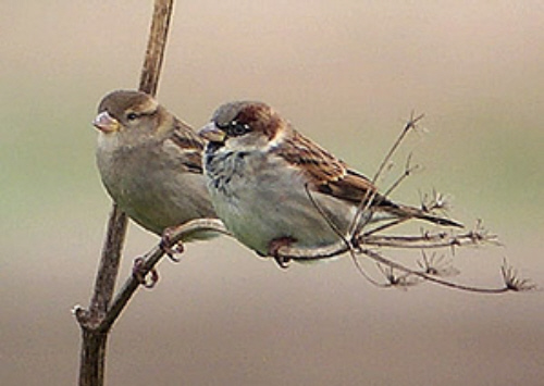 God sees the little sparrow fall It meets His