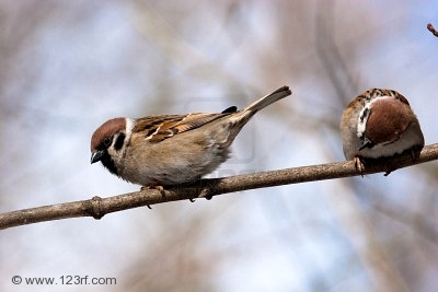 If birds that neither sow nor reap