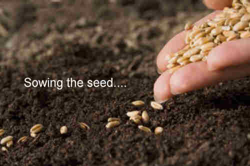 Sowing the seed by the dawnlight fair++.