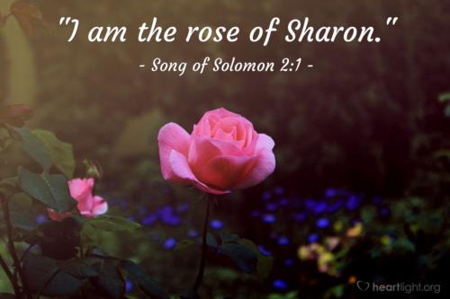 CHRIST THE ROSE OF SHARON