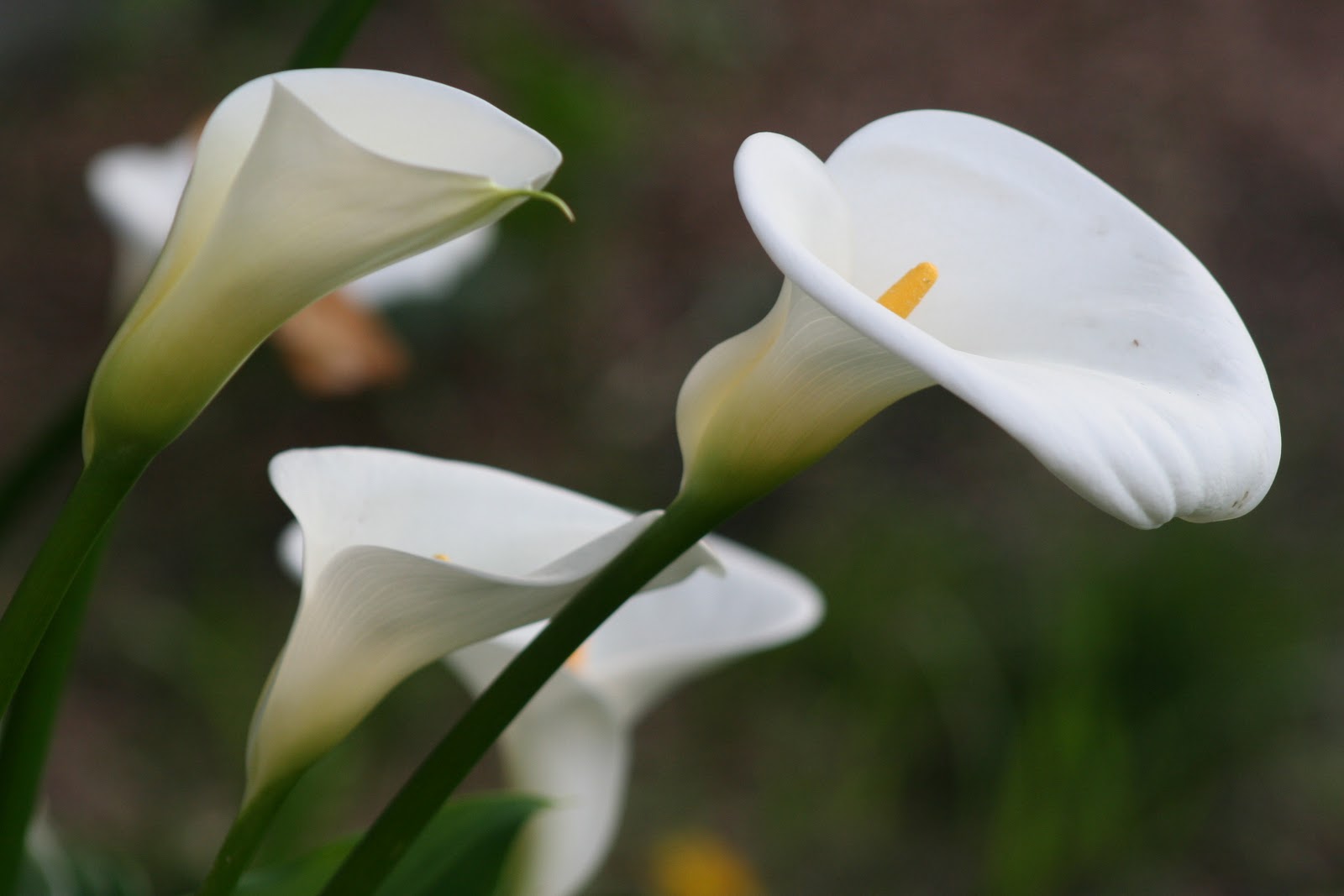 EASTER LILIES